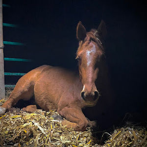 Meet your Posher, Kyanne